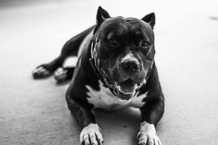 How Strong are Pit Bulls