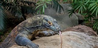 Can Komodo Dragons be Pets