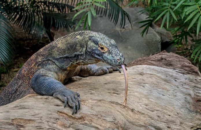 Can Komodo Dragons be Pets