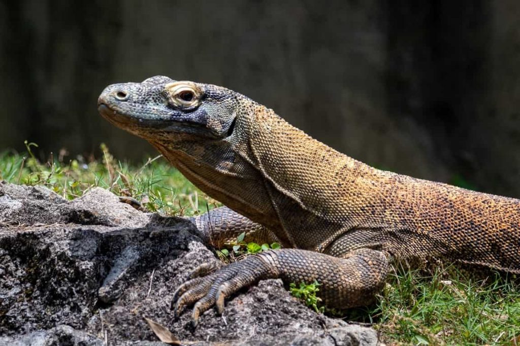 Can Komodo Dragons be Pets? 8 Facts and Debunked Myths Tinyphant