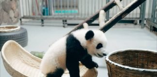 Can Pandas be Pets - Baby Panda