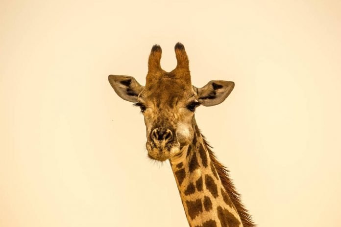 Why do giraffes have horns?