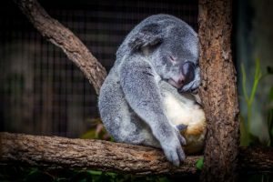 Can Koalas Be Pets?