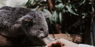 Koala human interaction