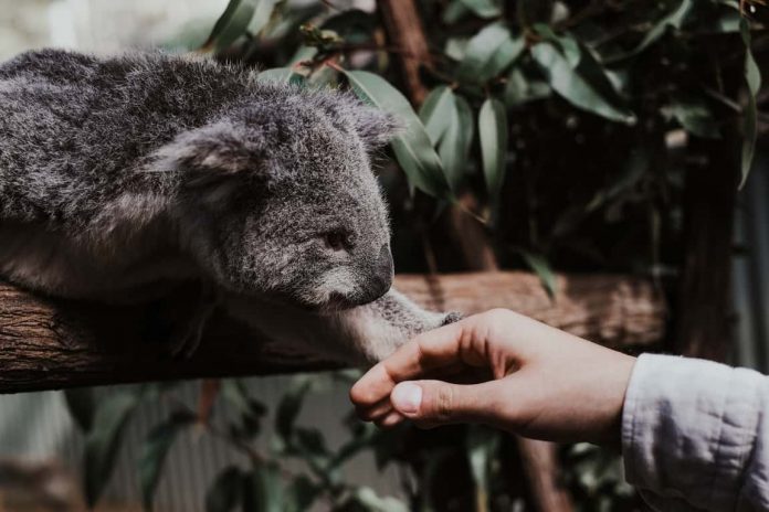 Koala human interaction