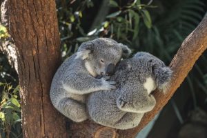 Two koalas sleeping on each other on a tree