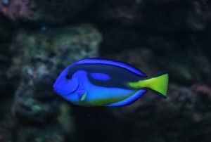 Dory - Blue Tang (Surgeonfish)