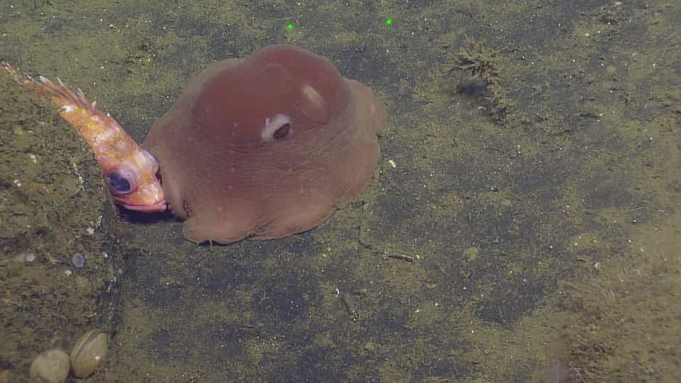 Pearl and Ted - Flapjack Octopus