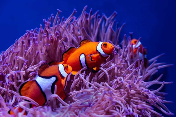 “Finding Nemo” Fish Species In Real Life