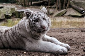 white tiger with white eyes