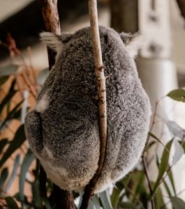 Koalas have supporting butts