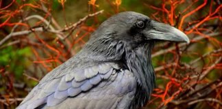 Ravens & Crows as Pets