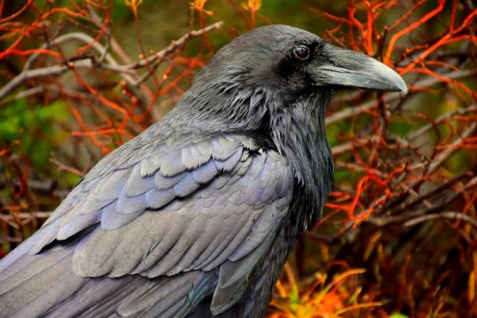Ravens & Crows as Pets