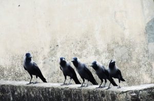 5 crows together in a group