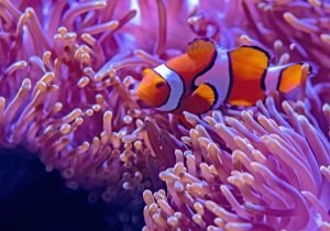 Nemo and Marlin - Clownfish