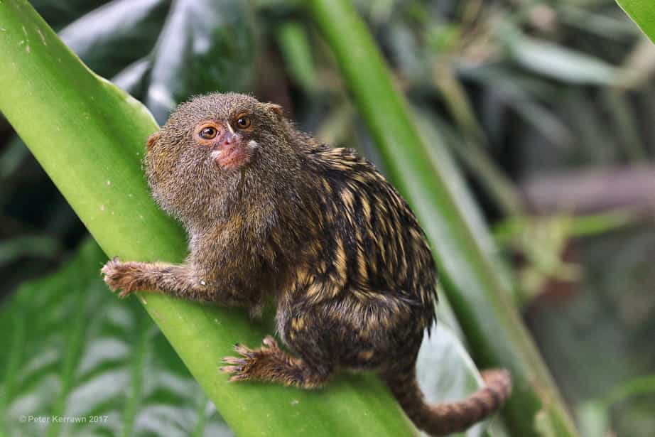 Pygmy Marmosets or Finger Monkeys (can be Pets)