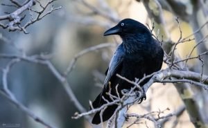 Raven on tree