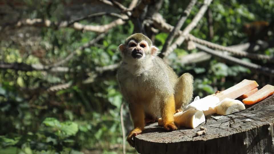 Squirrel Monkey (small Pet monkeys)