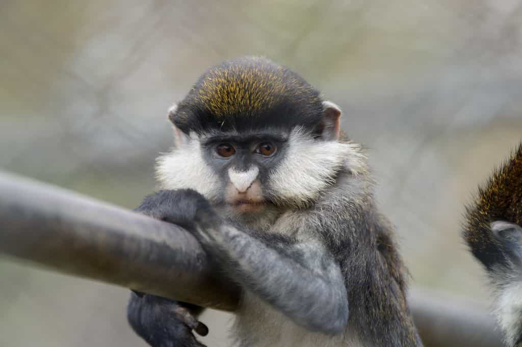 Guenon Monkey (small Pet monkey)