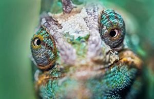 Big eyed chameleon