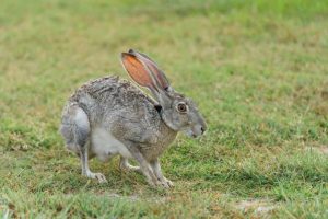 Rabbit with red eye in grass