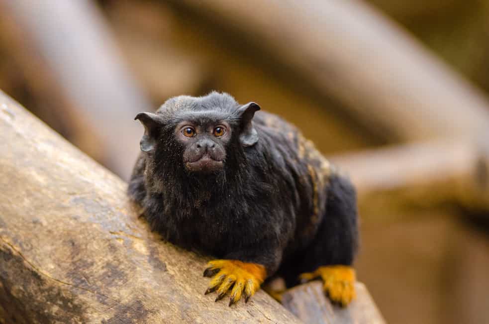 Red-handed tamarin