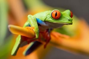 Tree frog with big eyes