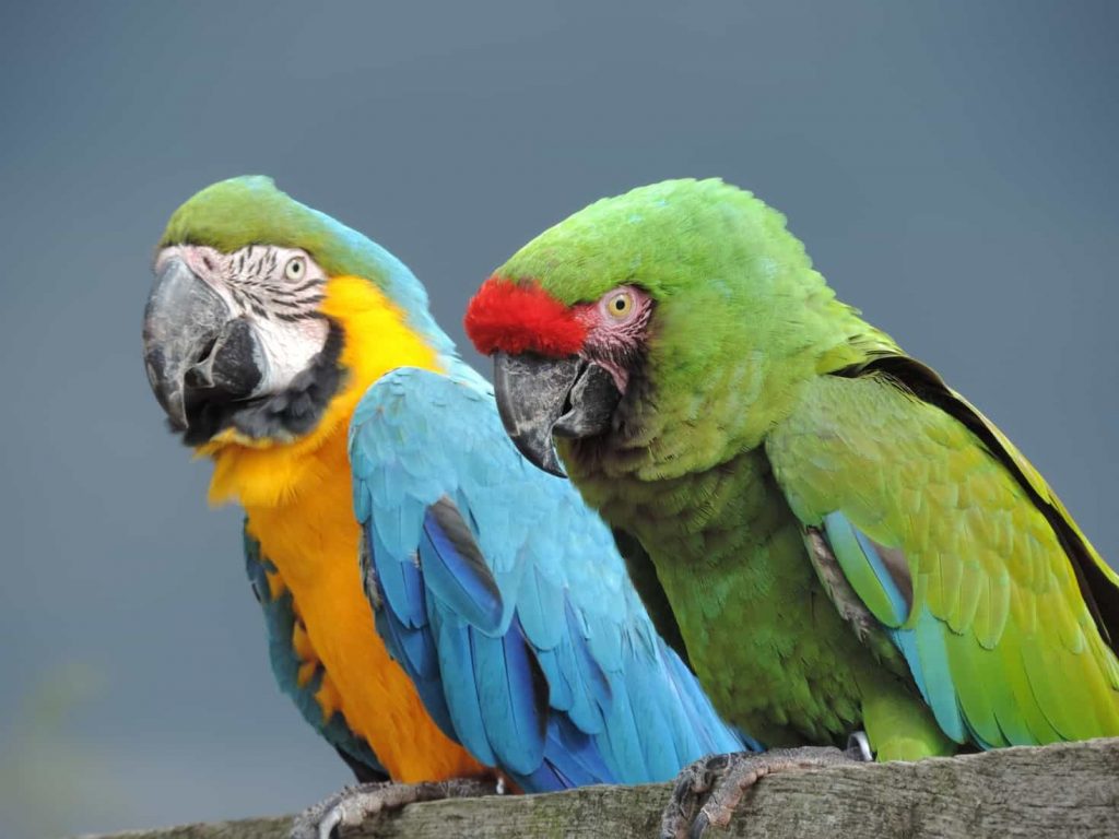 Two parrots sitting