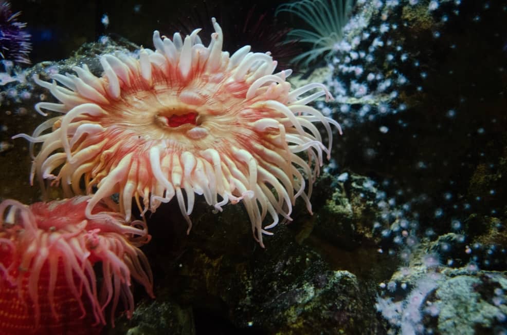 Sea Anemones no brain