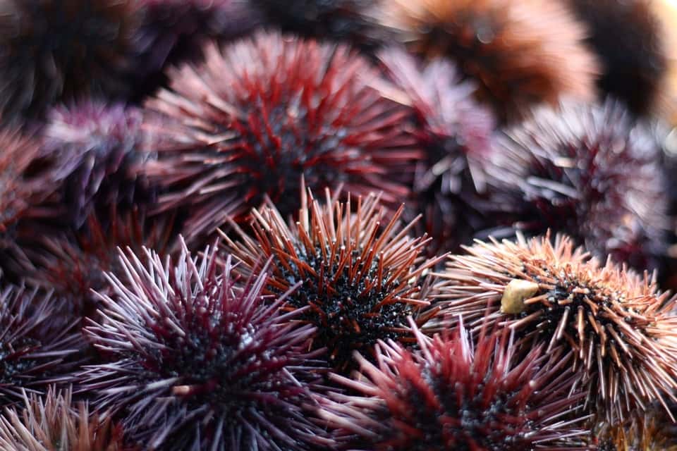 Do Sea Urchins sleep