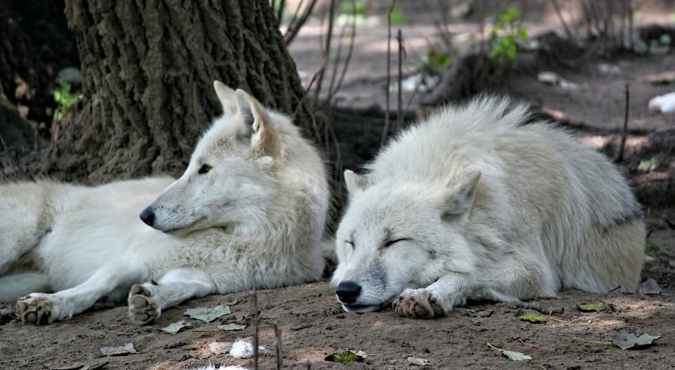 Two white wolves sleeping