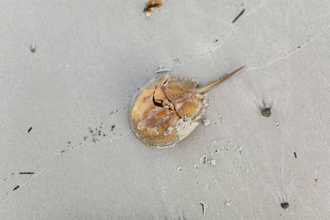 Horseshoe Crabs with blue blood