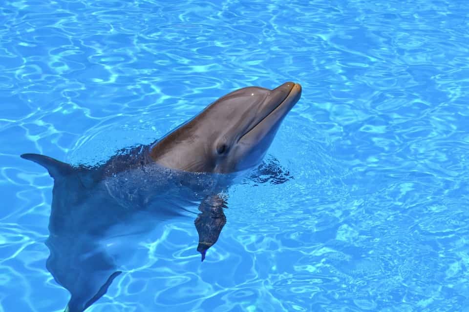 dolphin in clean water