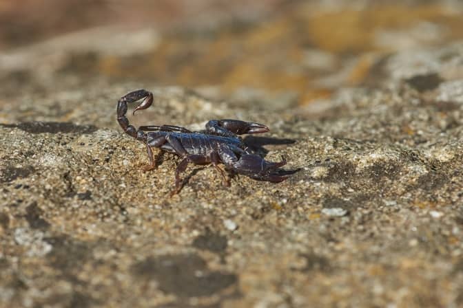 Scorpions with blue blood