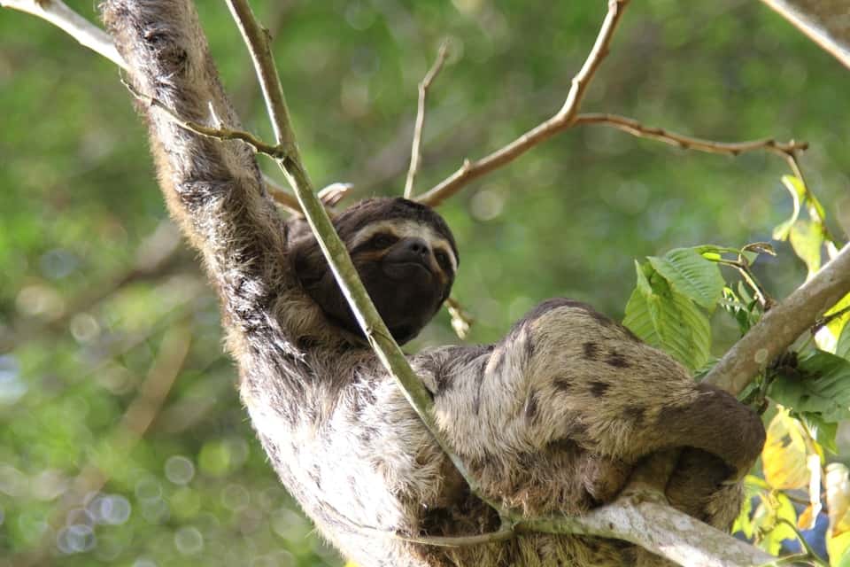 sloth on tree