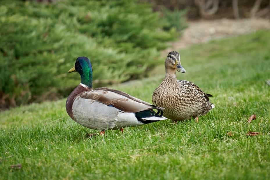 Two ducks in green grass