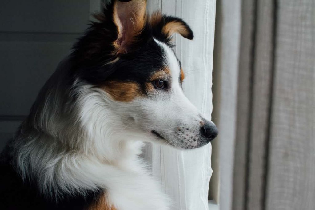 brown black and white collie