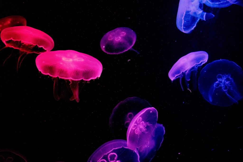 jellyfish pink and purple
