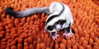 How Much Do Sugar Gliders Cost? And Where to Buy Them?