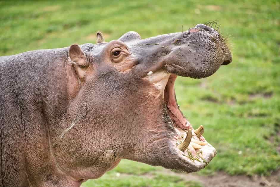 Terrestrial Animals hippos