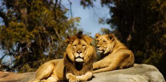 terrestrial animals: Lions