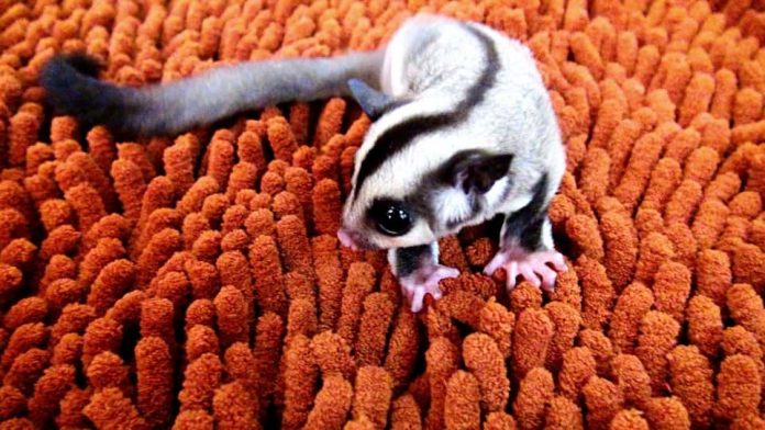 How Much Do Sugar Gliders Cost? And Where to Buy Them?