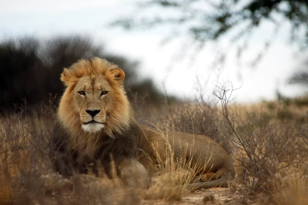 Animals With No Natural Predators lions