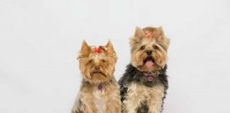 Terrier Dog Breeds That Do Not Shed MuchYorkshire Terrier