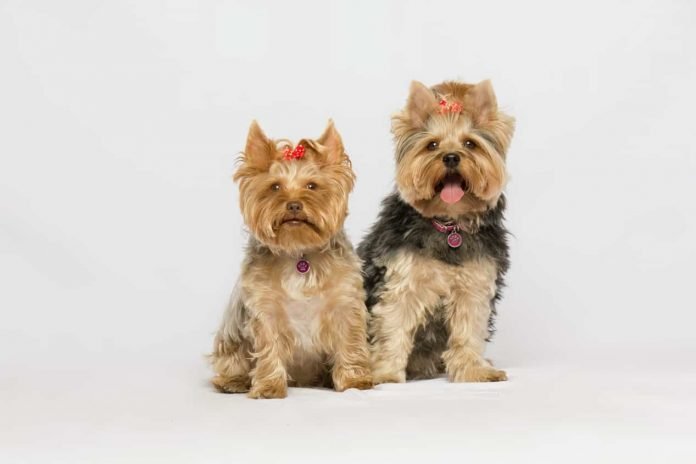 Terrier Dog Breeds That Do Not Shed MuchYorkshire Terrier