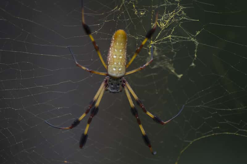 Golden Silk Orb-Weaver Spider