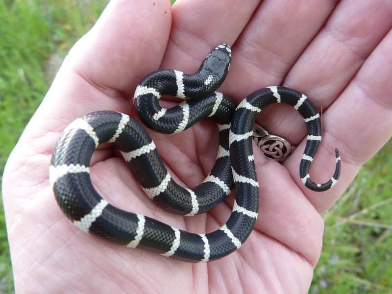 Baby California King Snake