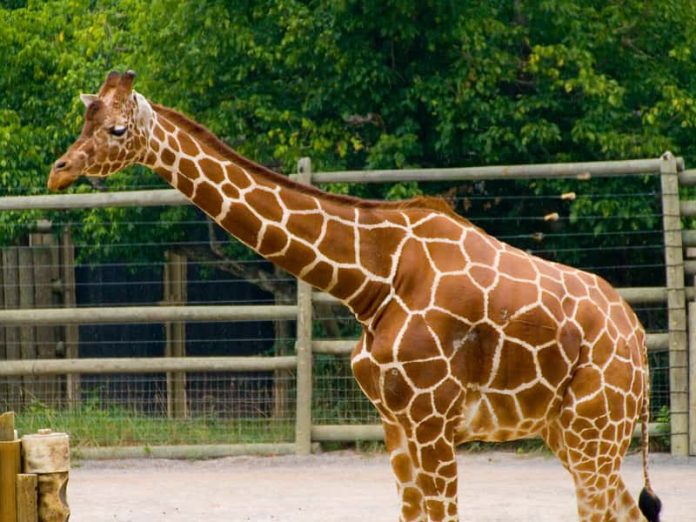 Do Giraffes have multiple stomachs