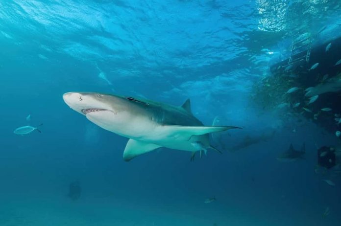 Do Sharks Sleep? If Yes, When, Where and How?
