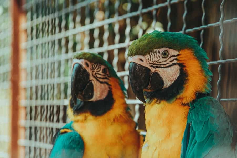 Parrots Memory